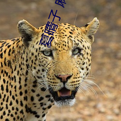 夏晴子 麻豆文化传媒在线播放
