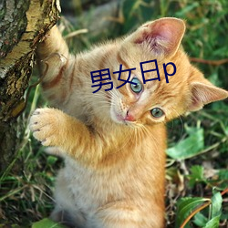 男女(nǚ)日p