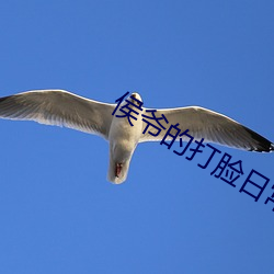 侯爺的打臉日常