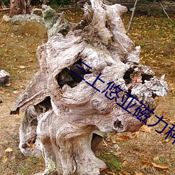 三上悠亚磁力种子