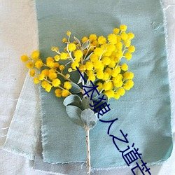 一本狼人之道芒果