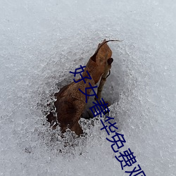 好女春华免费观看全集电视