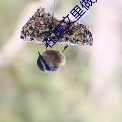 在虐文裏做龍傲天女主