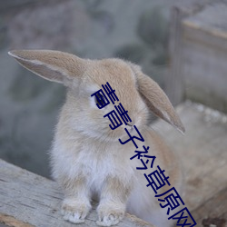 青青子衿草原网站免费