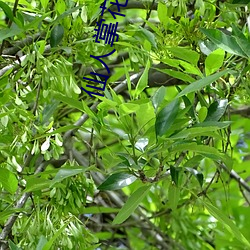 仙人掌花朵视频