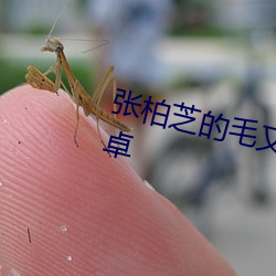 张柏芝的毛又多又密手扒v4.3.0 安卓