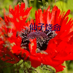 仙子饶(饒)命(命)