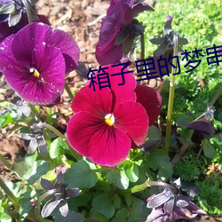 箱子里的(的)梦串(串)词报幕词