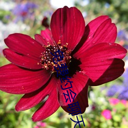 免费(fèi)约会聊天app