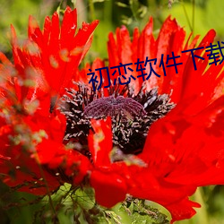 初恋软件下载
