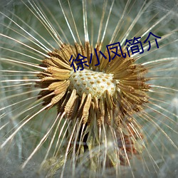 徐小凤简介