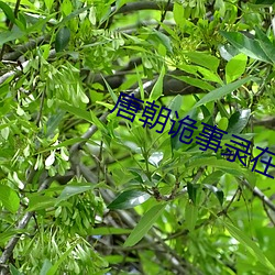 唐(唐)朝诡事录(錄)在线(線)播放免(免)费(費)观看(看)