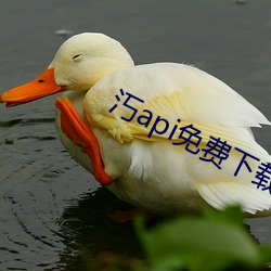 汅api免费下载