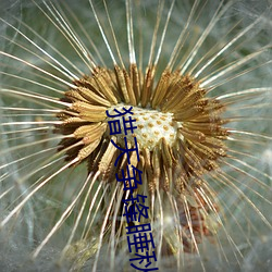 猎天争锋睡秋 （篮板球）