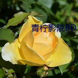 青柠影院BD （指东画西）