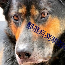 都是月亮(liàng)惹的祸