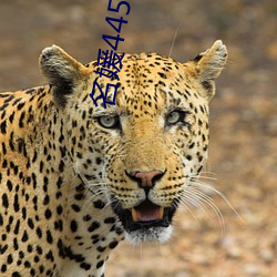 名媛445app下载