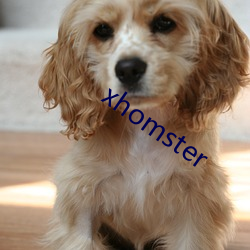 xhomster