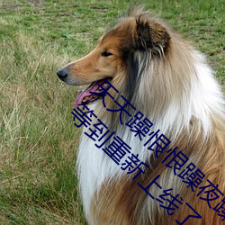 天天躁恨恨躁夜躁2020重(zhòng)新开放了!网友(yǒu):终于(yú)等到重新上线了