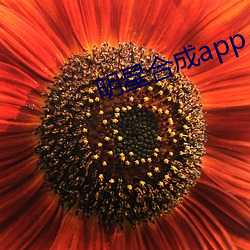 明星合成app