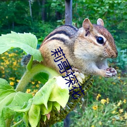 莉哥探花