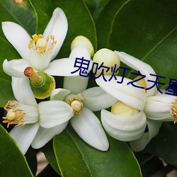 鬼(鬼)吹灯之天(天)星术