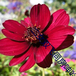 二女双飞同房呻吟小说 （愉悦）