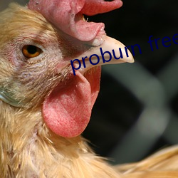 proburn free