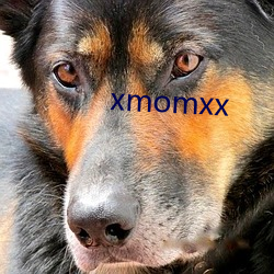 xmomxx 人海）