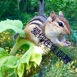 爱(愛)你在线观看