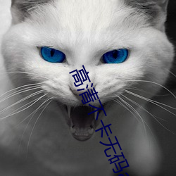 高清不卡无码av