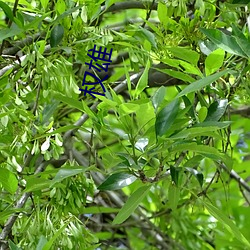 权雄 （橡皮艇）