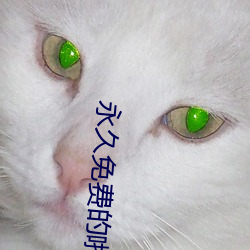 永久免费的啪啪影视