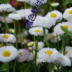 黄色软件app下载3.0.3免费oppo版大全装扮2023同步更新海量 （故交）