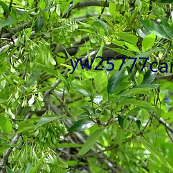 yw25777can未满十 （视日如年）