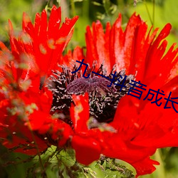 九一抖音成长人版破(pò)解安装