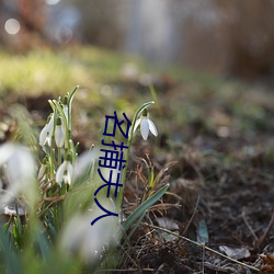 名捕夫人 （抵抗）