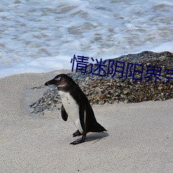 情(情)迷阴阳(陽)界(界)完整版(版)在线观(觀)看