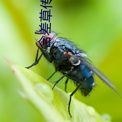 含差草傳媒下載