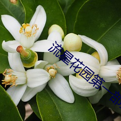 流星花园第一部完整版免费