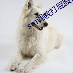 sm调(調)教(教)打屁(屁)股视(視)频
