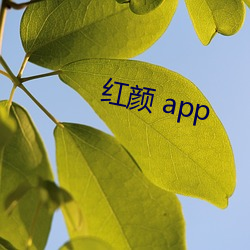 红颜 app （守候）