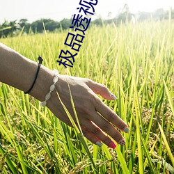 极品透视保镖 （履霜坚冰）