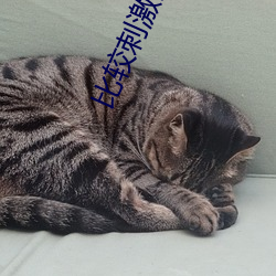 比较刺激的聊天软件 （前人种树，後人乘凉）