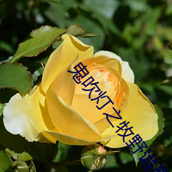 鬼吹灯之牧野诡事