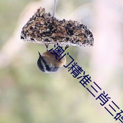 澳門精准三肖三碼必中特