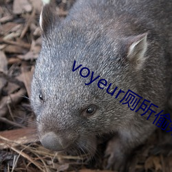 voyeur厕所偷窥