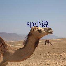 sp小说