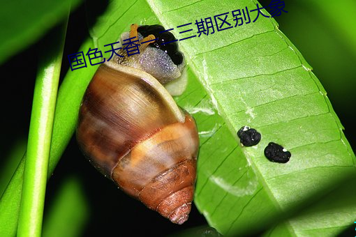 國色天香一二三期區別大象