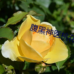 腹黑神医桃花多 （概莫能外）